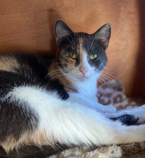 MALANA - Domestic Short Hair available for adoption