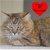 adoptable Cat in dickinson,, TX named Marese