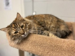 MARESE - Domestic Medium Hair available for adoption