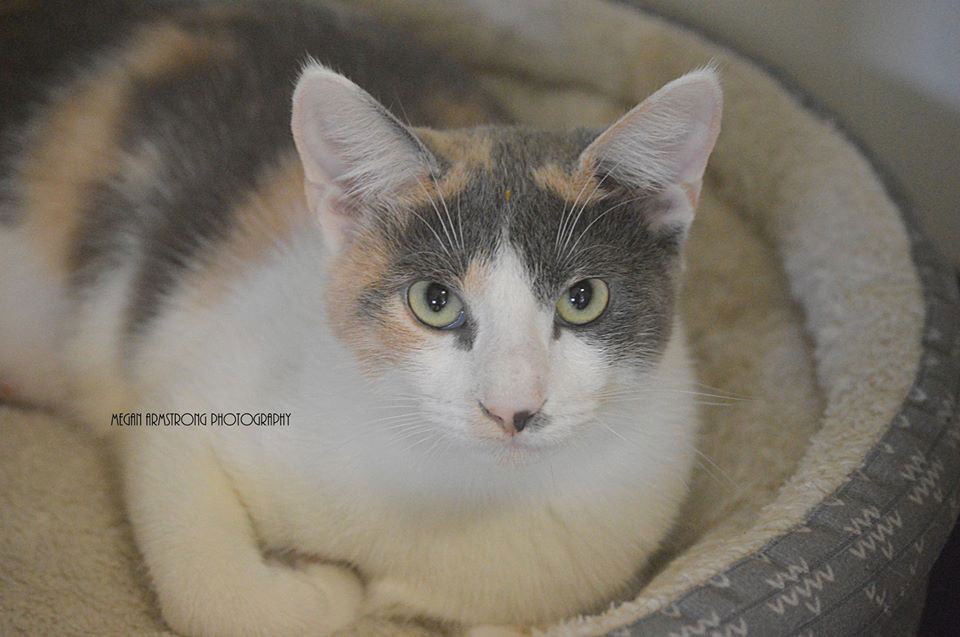 adoptable Cat in Dickinson, TX named Milani