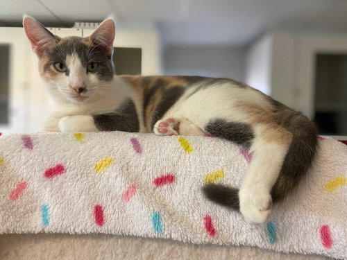 MILANI - Calico available for adoption