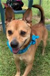 adoptable Dog in dickinson,, TX named Peanut