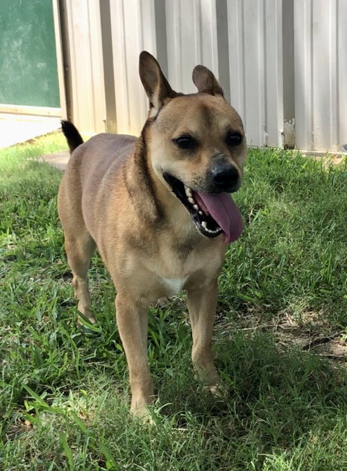 PEANUT - Unknown available for adoption