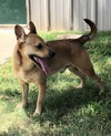 Peanut - Photo 3
