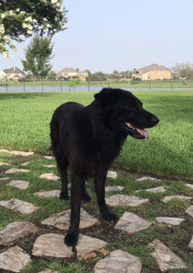 adoptable Dog in Dickinson, TX named Sammy