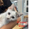 adoptable Cat in dickinson, TX named Smudge