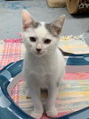 Smudge - Photo 2
