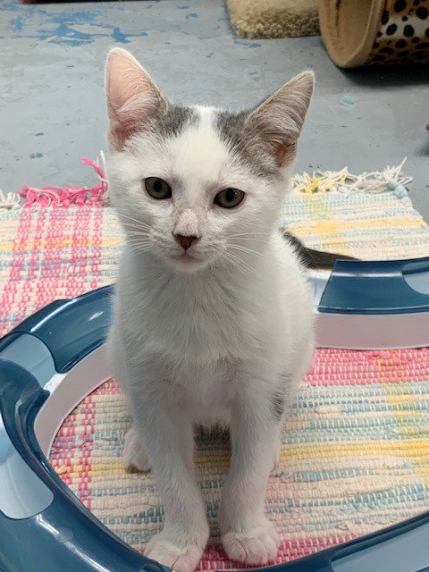 SMUDGE - Domestic Short Hair available for adoption