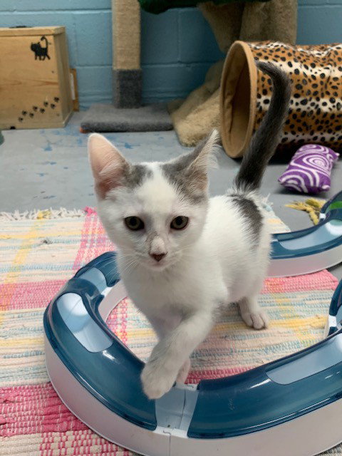 Photo 3 of Smudge