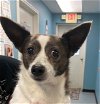 adoptable Dog in dickinson,, TX named Tuffy
