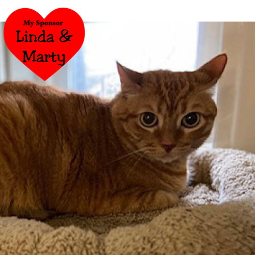 VADER - Domestic Short Hair available for adoption