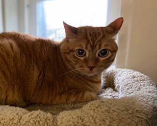 VADER - Domestic Short Hair available for adoption