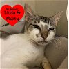 adoptable Cat in dickinson,, TX named Zena