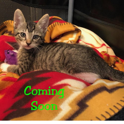 ZOOMIE - Domestic Short Hair available for adoption