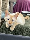 adoptable Cat in dickinson, TX named Triton