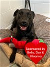 adoptable Dog in dickinson,, TX named Starla