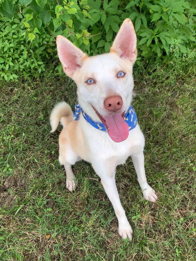 adoptable Dog in Dickinson, TX named Tigger