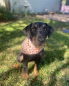 Pippy - Photo 2