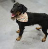 adoptable Dog in dickinson, TX named Pippy