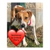 adoptable Dog in dickinson,, TX named Cleo