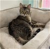 adoptable Cat in dickinson, TX named Betty