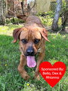 adoptable Dog in  named Bandit