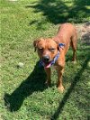 adoptable Dog in dickinson, TX named Bandit