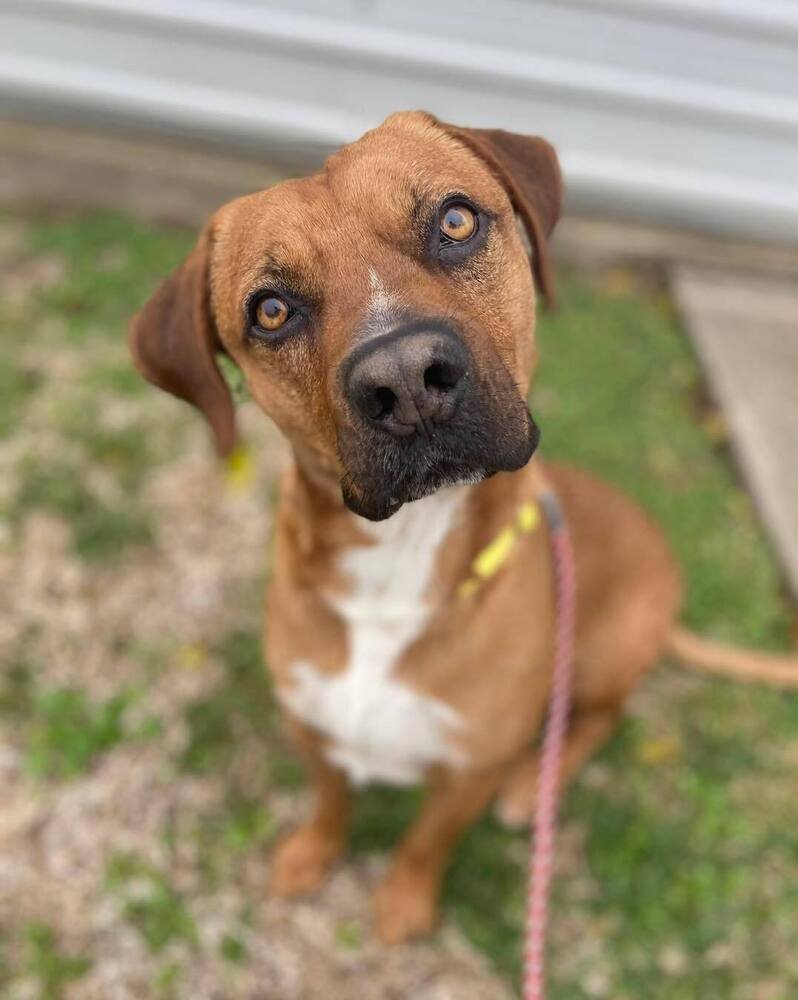 adoptable Dog in Dickinson, TX named Bandit