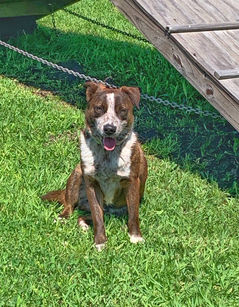 adoptable Dog in Dickinson, TX named Chevy Chase
