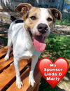 adoptable Dog in dickinson, TX named Toupee