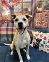 adoptable Dog in dickinson, TX named Milk Dud