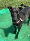adoptable Dog in dickinson, TX named Luna