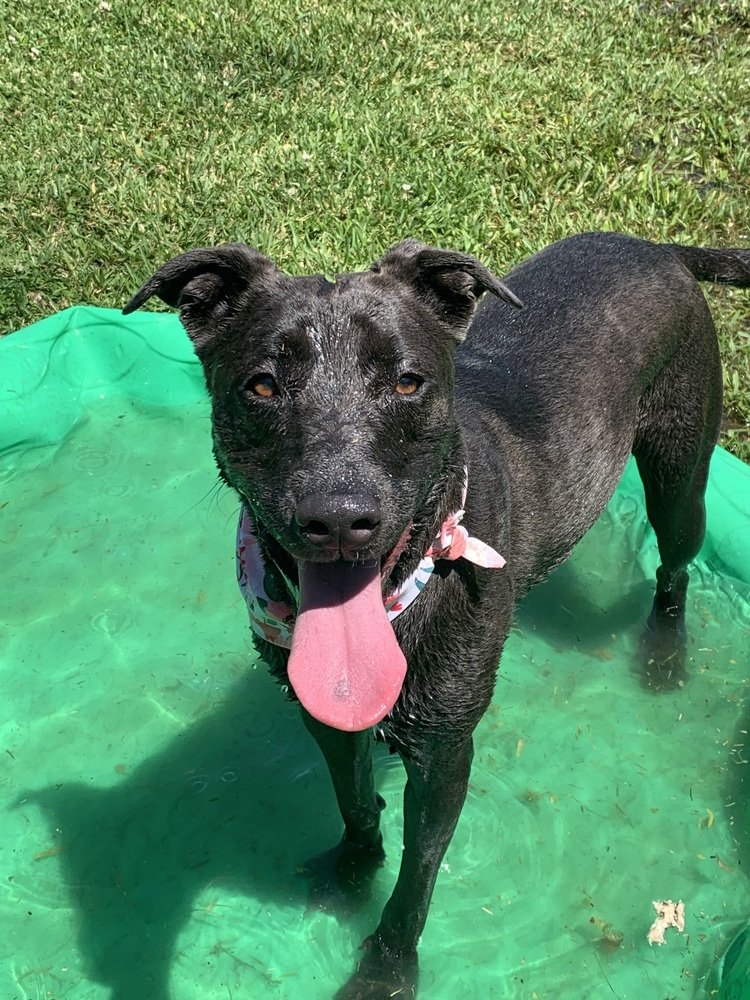 adoptable Dog in Dickinson, TX named Luna