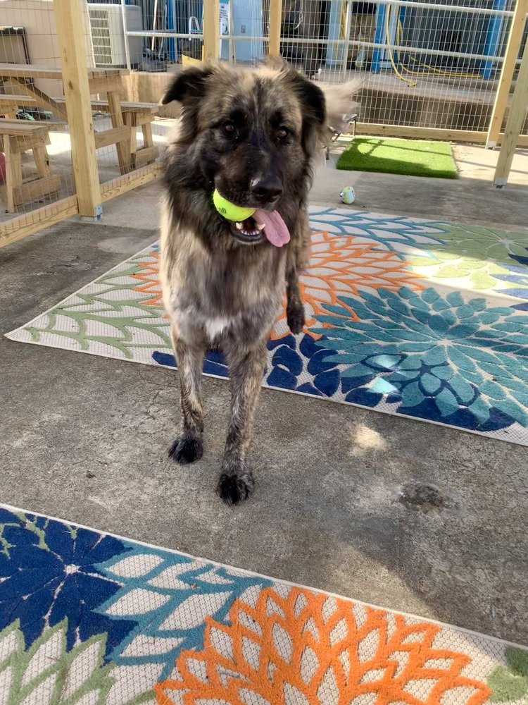 adoptable Dog in Dickinson, TX named Argos