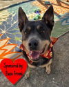 adoptable Dog in  named Aria