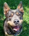 adoptable Dog in dickinson, TX named Aria