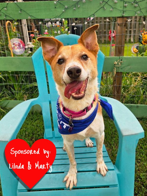 BUDDY - Terrier available for adoption