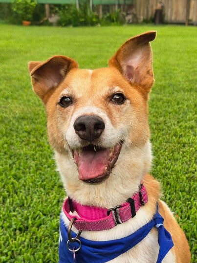 BUDDY - Terrier available for adoption