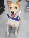Buddy - Photo 4