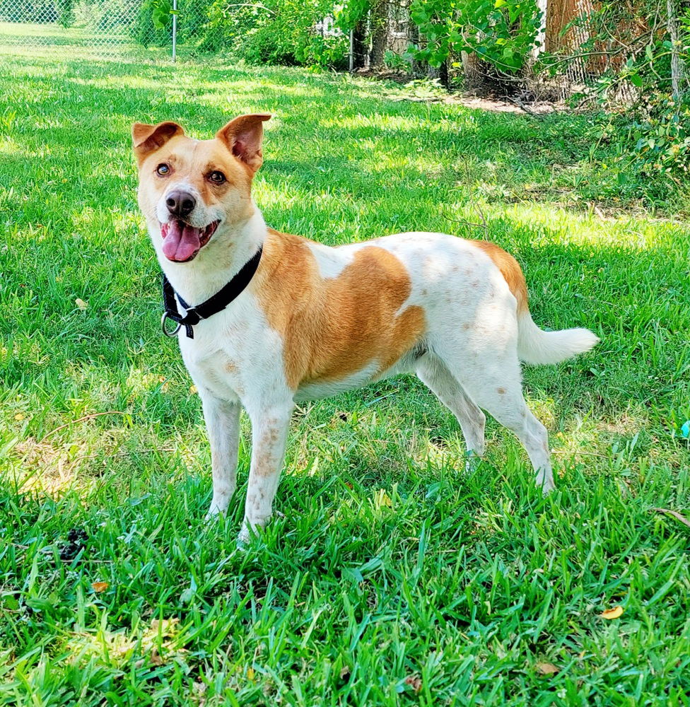 adoptable Dog in Dickinson, TX named Buddy