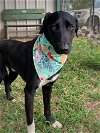 adoptable Dog in dickinson, TX named Trout