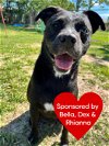 adoptable Dog in dickinson,, TX named Zoola