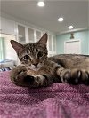 adoptable Cat in dickinson,, TX named Ozarka