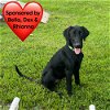 adoptable Dog in dickinson, TX named Woofstock