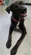 adoptable Dog in dickinson,, TX named Shiner