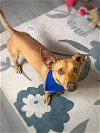 adoptable Dog in dickinson, TX named Buckwheat