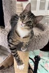adoptable Cat in dickinson, TX named Voss