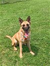 adoptable Dog in dickinson,, TX named Lottie