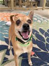 adoptable Dog in dickinson,, TX named Harvey