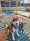 adoptable Dog in dickinson, TX named Lakota